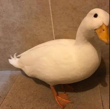 柯尔鸭乖巧表情包