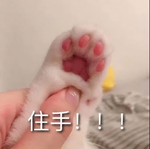 表情包以前我没得选,现在我只想做个好人