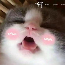 过来躺下表情包猪猪