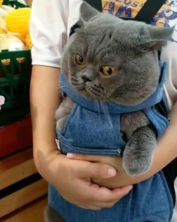 宠主带猫咪去逛超市,猫咪一脸紧张,它的表情亮了
