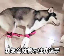 考研人的购物车你中了几件