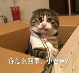 吴亦凡粉丝在国外itunes等音乐榜刷榜,结果让他们失望了