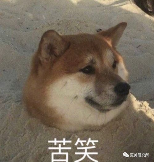 面无表情的图片表情包母狗