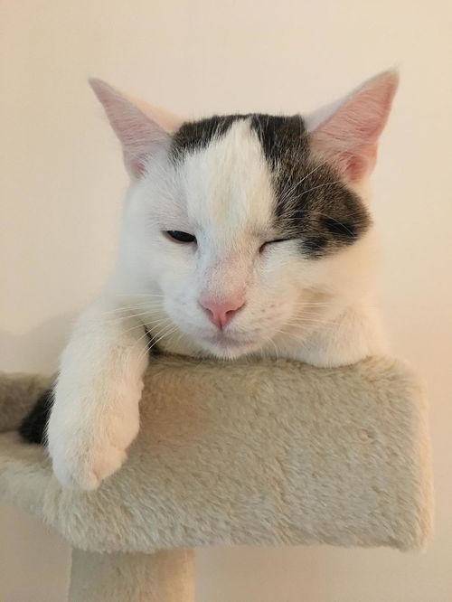 我为什么爱猫