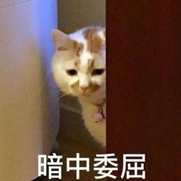 牙膏光信酱的表情包宝宝