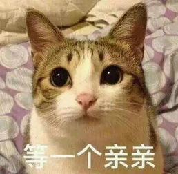 特别可爱小猫脸表情的女包牌子
