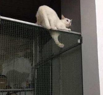 猫咪爬上铁丝网,想溜出去玩耍,被主人一把抓下来,它的表情亮了