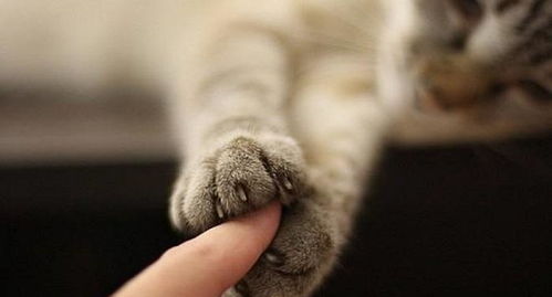 猫咪挠痒痒表情包养猫