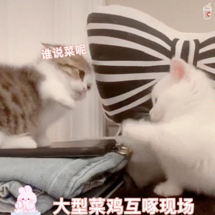 两只猫抱一起表情包偷摸