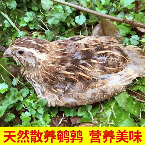 宠物鸟活体鹌鹑活体下蛋鹌鹑青年鹌鹑活体鹌鹑
