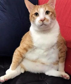这只猫没有任何表情,却成了最火的表情包