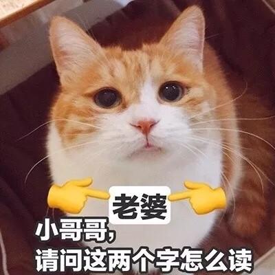 最特别搞笑的猫咪头像带文字百口难辩的时候才懂得人言可畏