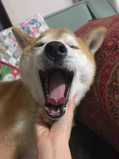 女主人早上洗澡,柴犬偷窥还大抛媚眼