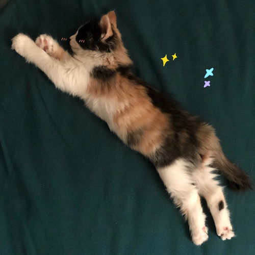 两只猫玩的好,特别闹还不亲人,怎么办
