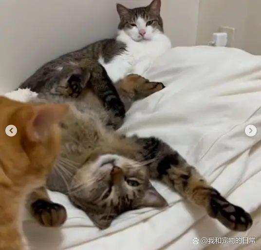 橘猫拒绝与奴才的任何亲密行为,旁边两只猫的表情亮了