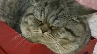 猫咪挠痒痒表情包胖猫