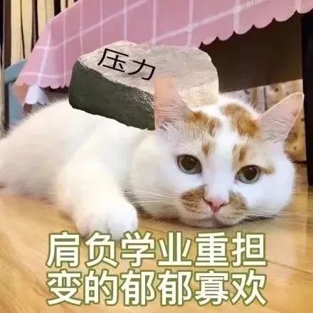动态表情包丨搞笑表情包图片无字0625期
