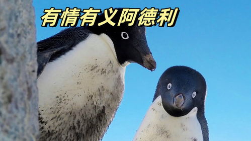 阿德利企鹅有情有义阿德利,悬崖边上踹兄弟