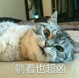 早安猫咪表情包与我无关