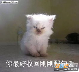 社会我喵哥凶狠表情包社会我喵哥表情包下载无水印乐游网游戏下载