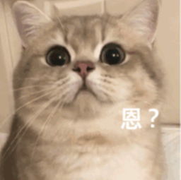 超奈斯小奶猫表情包它们说只要我喝的够多,寂寞就侵蚀不了我