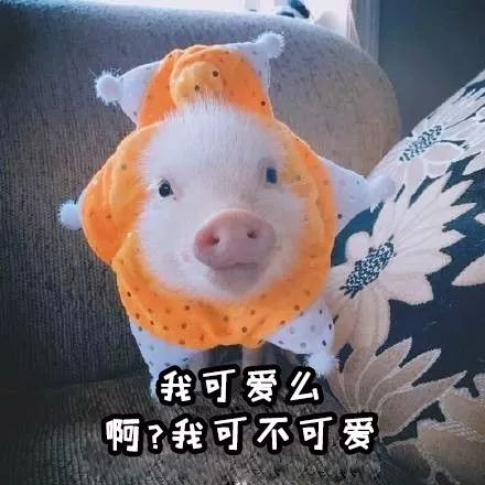 懒猪图片表情包兔子