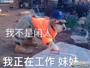 揭棺而起全套表情包打工