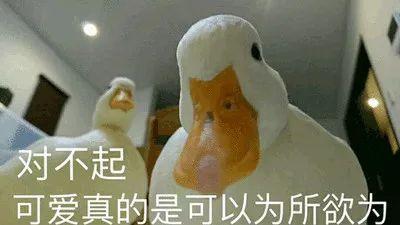王思聪花重金买的鸭子,网友看起来真鲜美啊