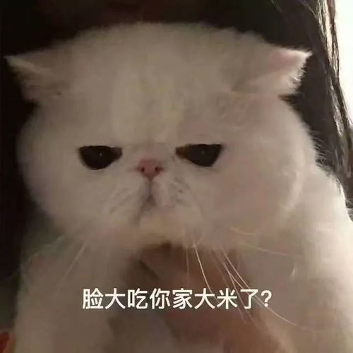 斗图小表情8.15