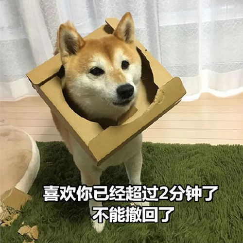 七夕搞笑表情包青蛙孤寡单身狗出租一套