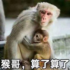 网红黑帽悬猴表情包南美洲