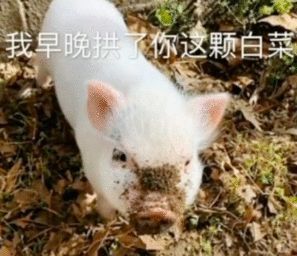 表情猪拱白菜表情包