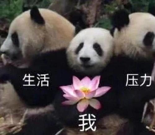 熊猫人表情包高清观音坐莲
