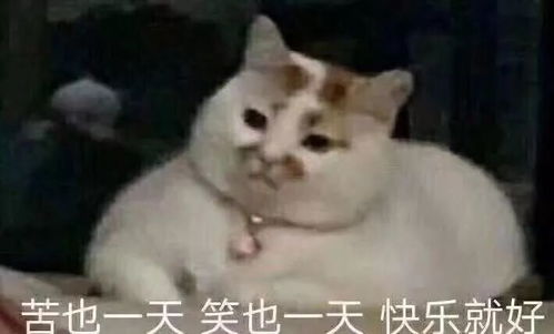 南大骑行必备让我们策马奔腾,共享单车潇洒