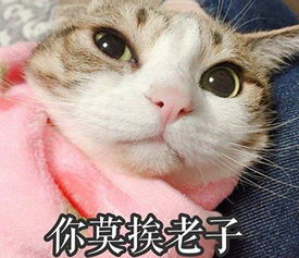 莫挨老子是什么梗莫挨老子撒开我表情包