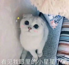 可爱表情包聊天撩人表情包