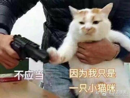 网络名媛的进击战