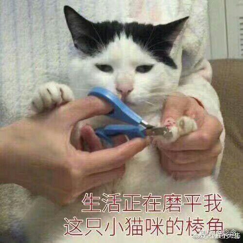 猫猫撇嘴表情包