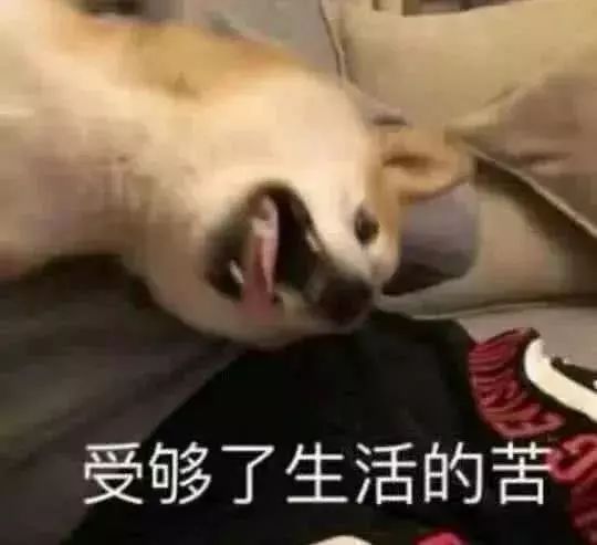 当代年轻人地位不如狗