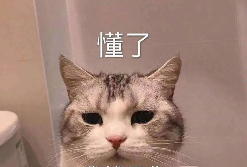 骄傲表情包可爱微信朋友圈