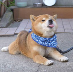 火爆ins狗中吴彦祖邪魅狂狷的霸道柴犬,你有被撩到么
