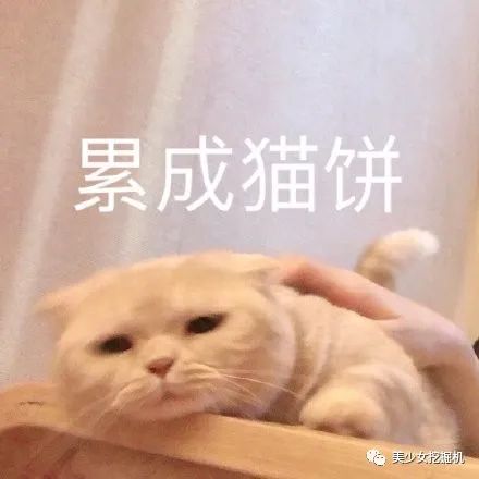 头像表情包大户,全网萌宠顶流,每天都有百万明星粉丝催更