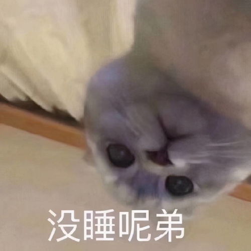 喵星人表情包合集我太难了