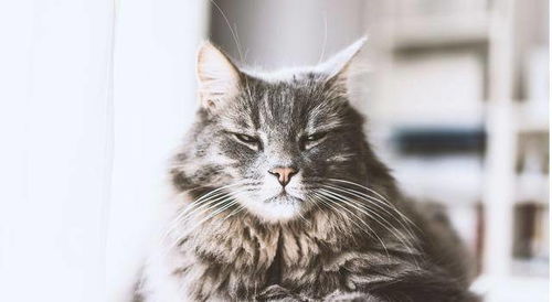 10种方式与你的猫交流