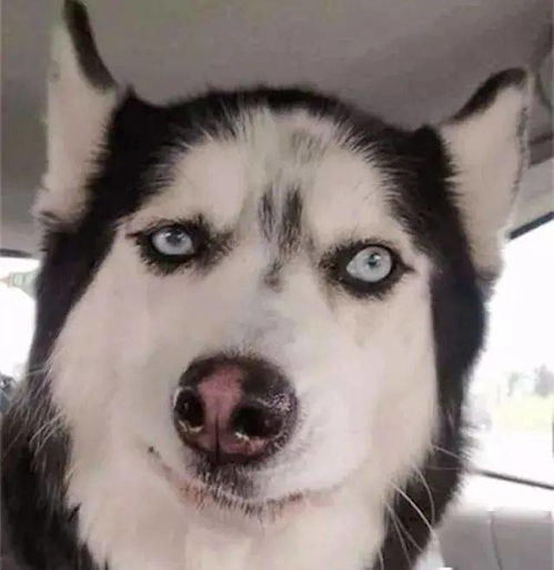 不就是微笑嘛,说的像我哈士奇不会似的