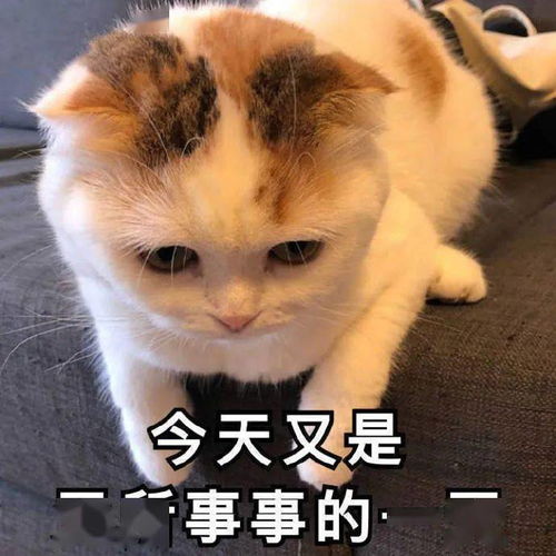 谁来陪我过圣诞节