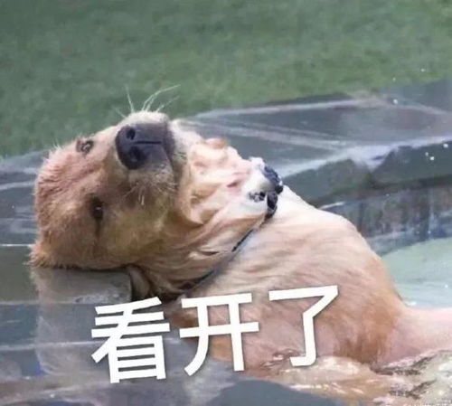早安表情包可爱沙雕句子