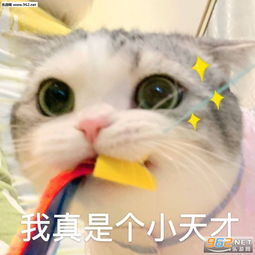 小恐龙表情头像