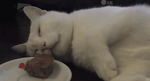 你永远也无法叫醒一只沉睡的猫,但是罐头可以