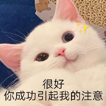 头像表情包丨甜甜的文案没有,只有甜甜的小猫咪